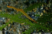 Tozeuma lanceolatum Crevette allongee mimetique des herbiers Lembeh Kaveko batu-15m-20241010-da-DSC_3798_tn